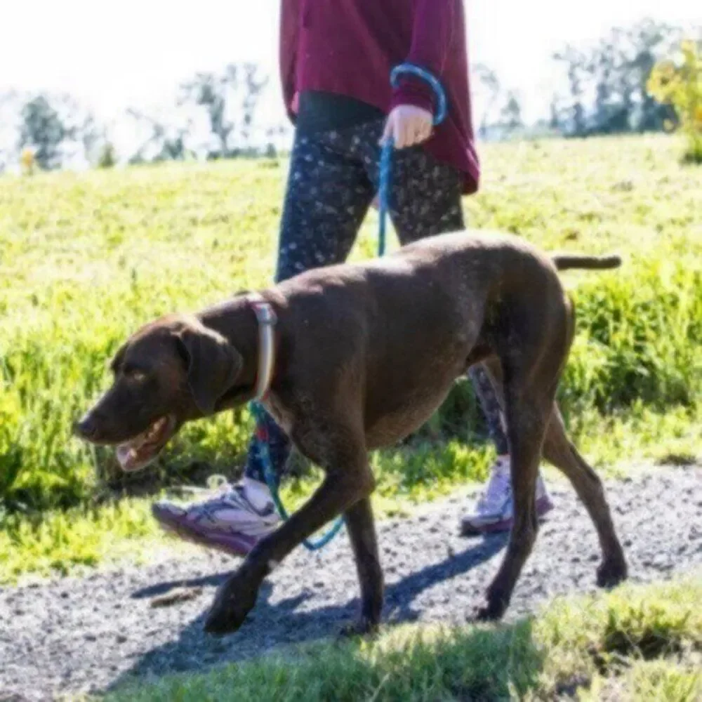 Kurgo Walk About Limited Slip Collar Small 10-14 inch - Benefits Senior Rescue